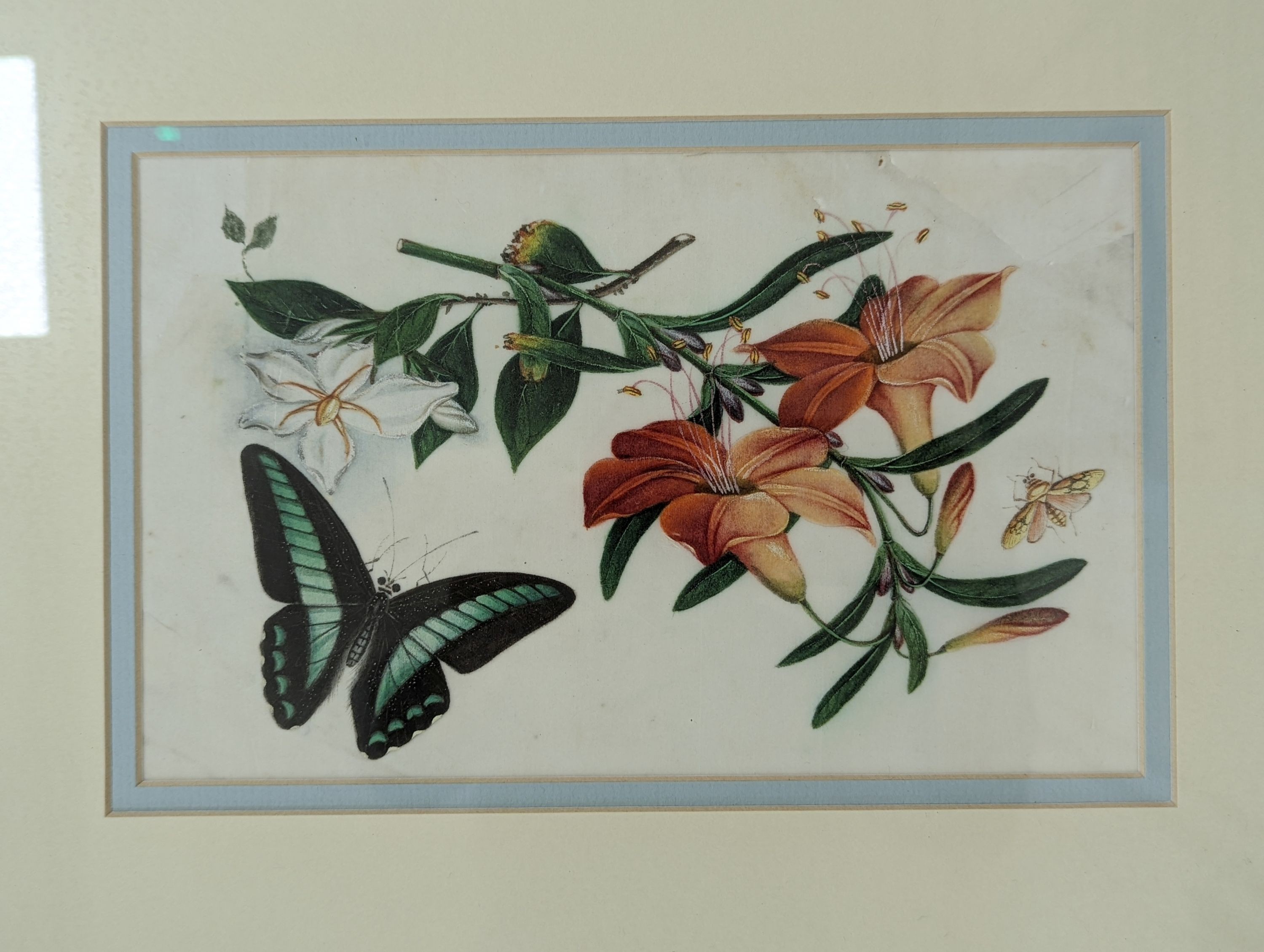 19th century Chinese School, pair of gouache on pith paper, Studies of butterflies and flowers, 14 x 23cm